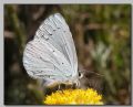 Celastrina argiolus